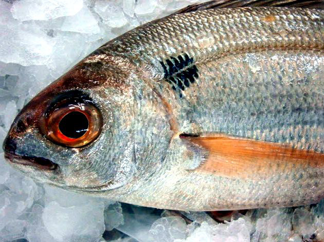 Pagellus bogaraveo_09.jpg